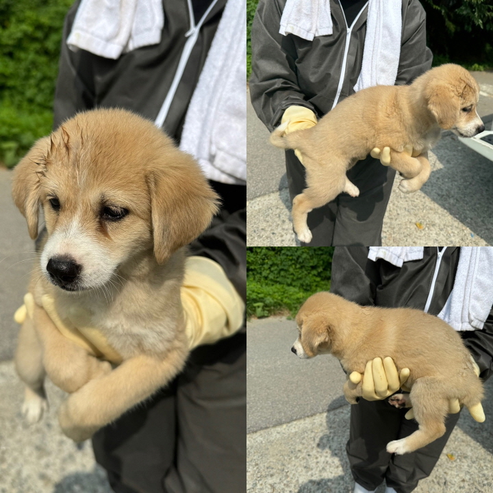 믹스견 이미지 파일 입니다.